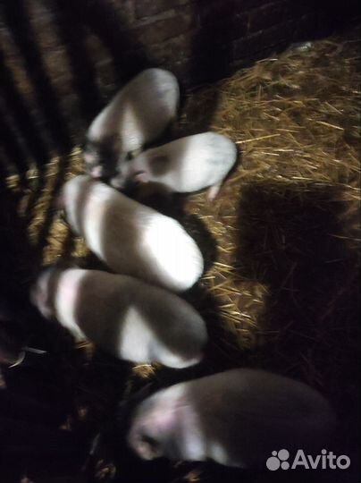 Вьетнамские поросята