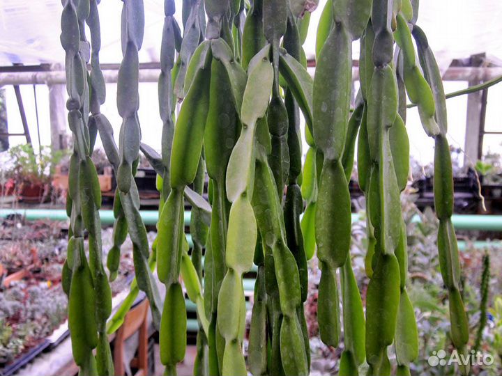 Суккуленты