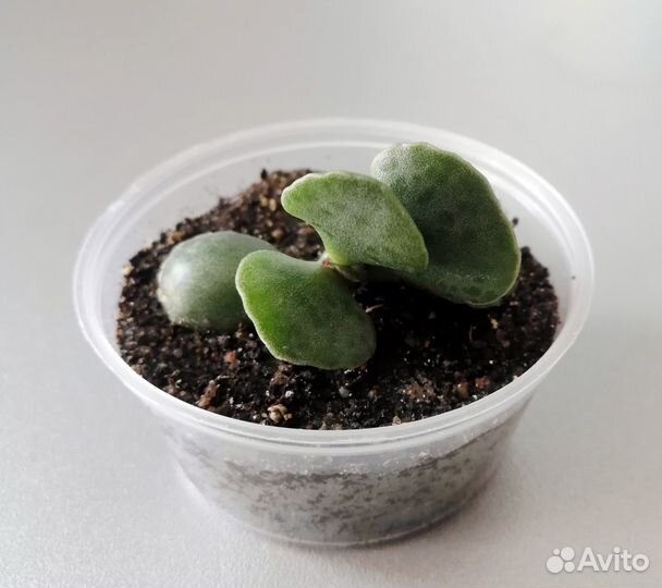 Адромискус Купера. Adromischus. Суккулент