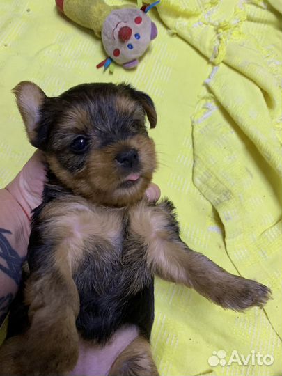 Йоркширский терьер