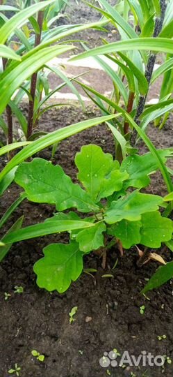 Саженцы дуба