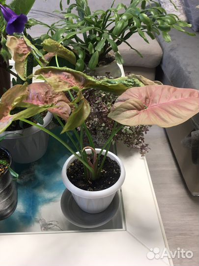 Цветы комнатные