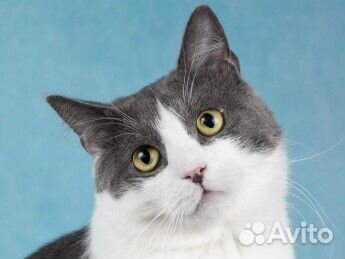 Ласковый молодой кот в добрые руки