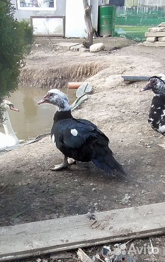 Индоутки семья