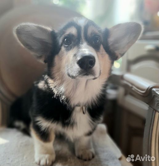 Девочка вельш корги пемброк