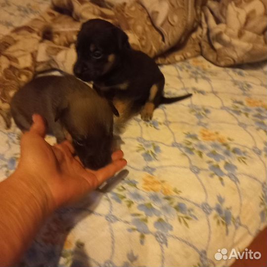 Щенки стаффорда