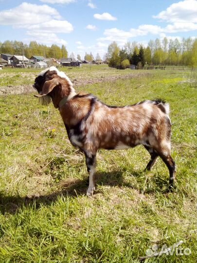 Козлик нубийские, покрытие