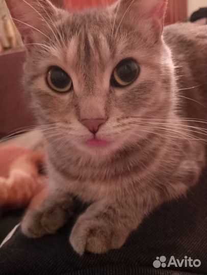 Отдам кошку,в добрые руки