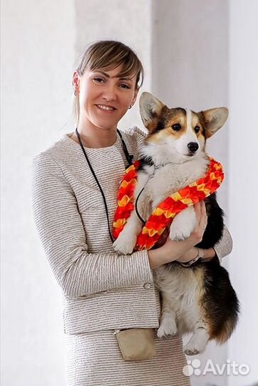 Красотки триколор.Вeльш Kоpги Пeмброк