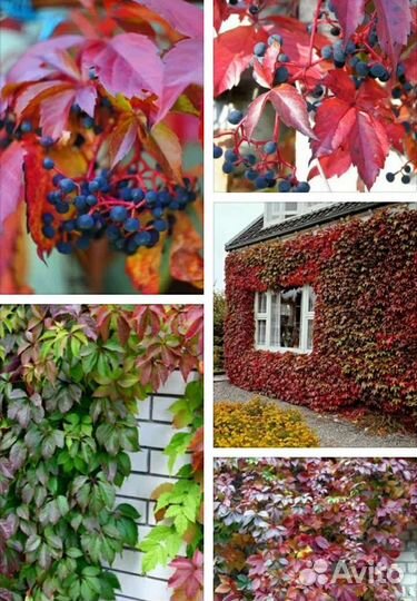 Лианы садовые