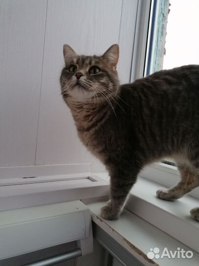 Шотландская