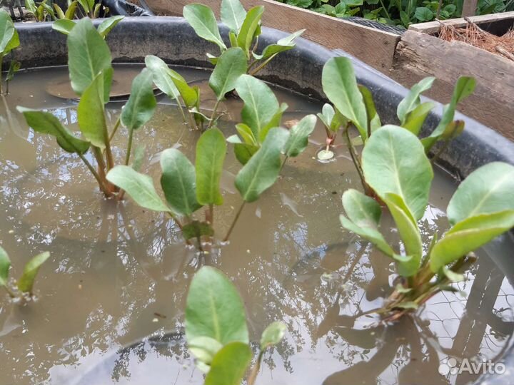 Водное растение Анемопсис калифорнийский