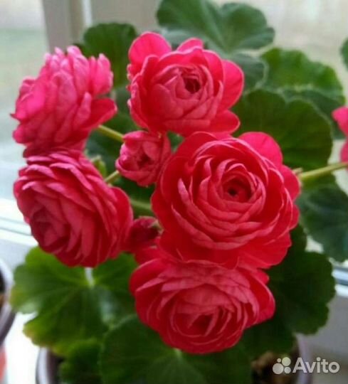 Пеларгония 