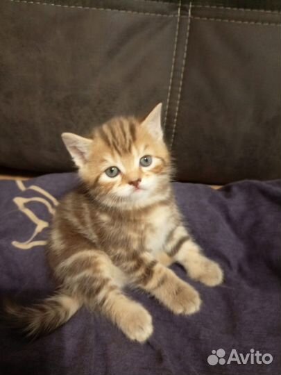 Шотландская