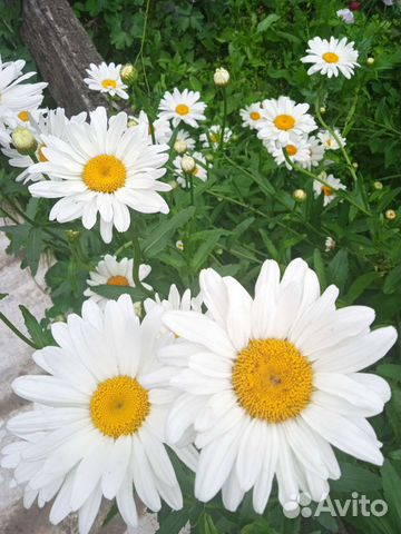 Ромашка крупная