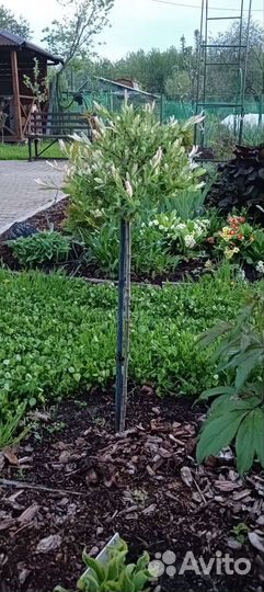 Ива Хакуро Нишики, Пузыреплодник