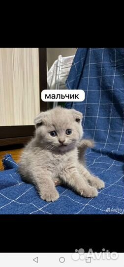 Шотландские котята
