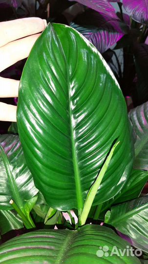 Спатифиллум блэк бьюти