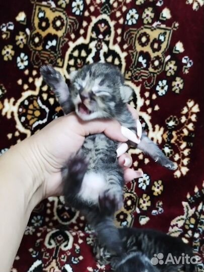 Британские котята