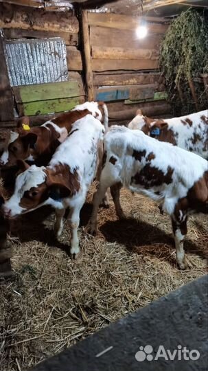 Бычки на откорм