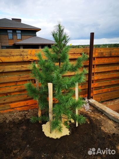 Кедр Сибирский 1,1-1,4 метра