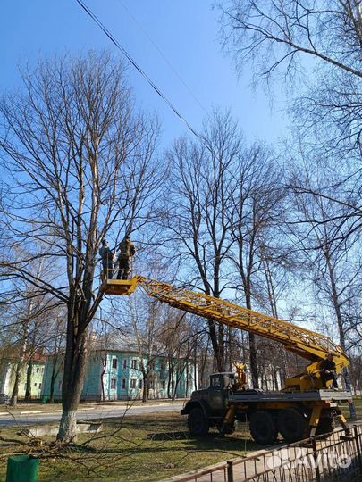 Спил деревьев