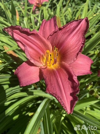 Лилейники сортовые