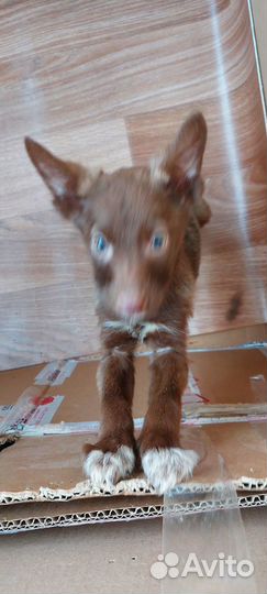 Щенодевочка в добрые руки