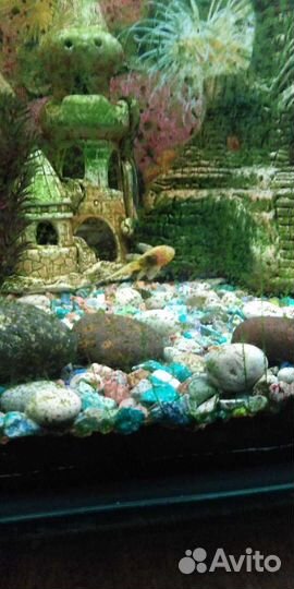 Аквариум