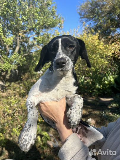 Фокс паулистинья