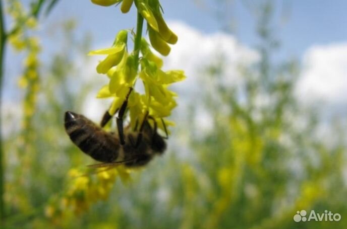 2023 года Мёд Алтайский опт