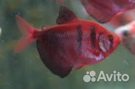 Тернеция данио