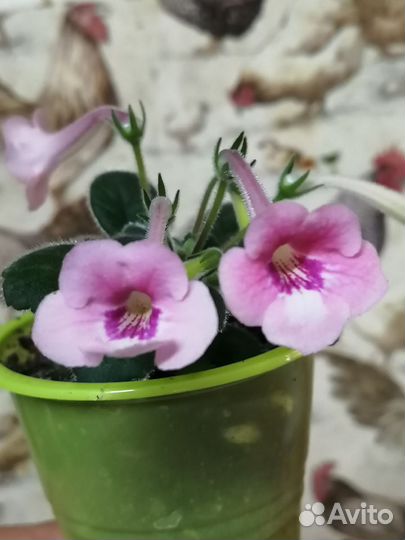 Минисиннингии