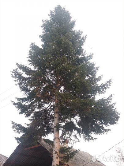 Ель живая