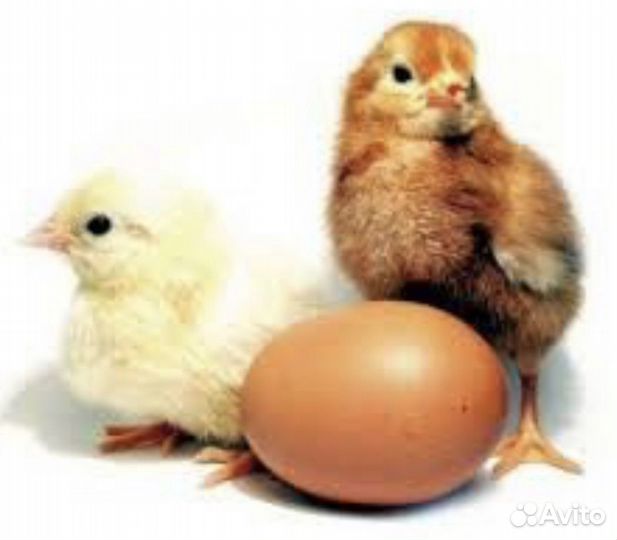 Цыплята Несушки Хайсекс-Браун