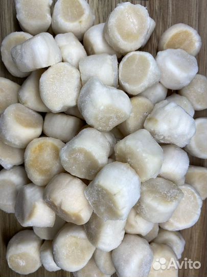 Дикий северо-курильский гребешок