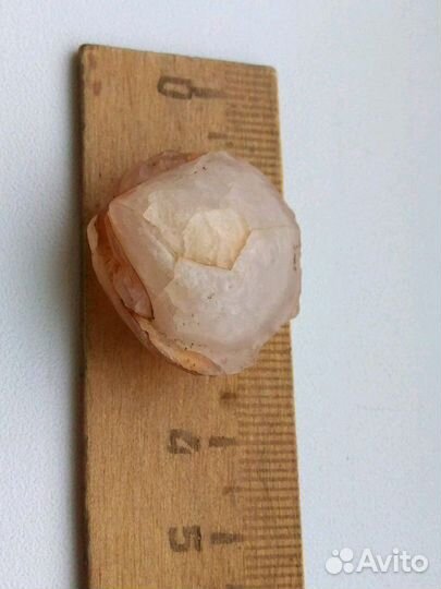 Моллюск, окаменелость