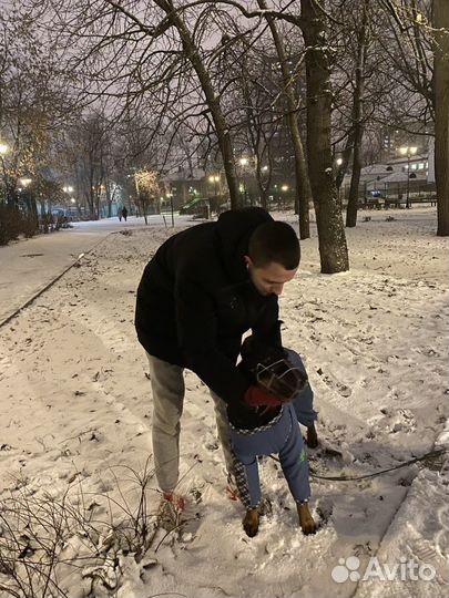 Кинолог, Хендлер