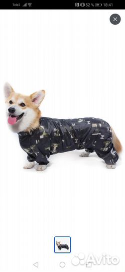 Одежда для собак