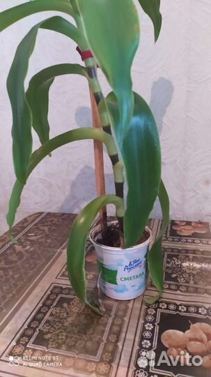 Цветок золотой ус