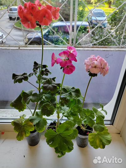 Герань пеларгония