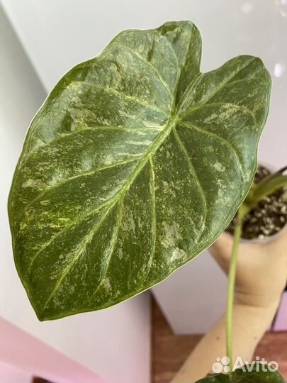 Алоказия венти вариегатная