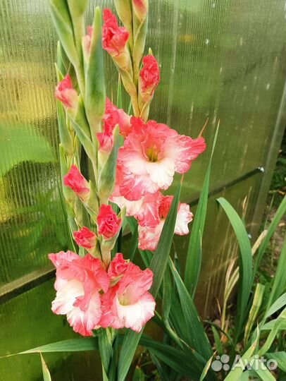 Гладиолусы луковицы