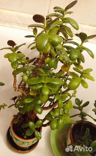 Денежное дерево (толстянка)