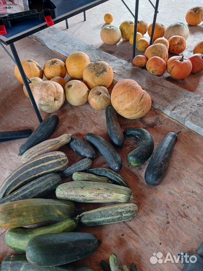 Тыквы, кабачки