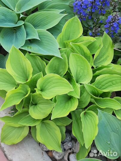 Хоста Голден Тиара