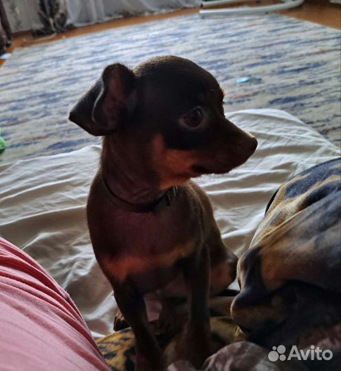 Той-терьер щенки