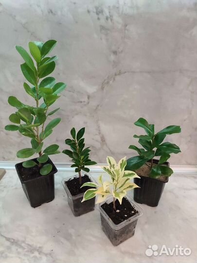 Фикусы сортовые