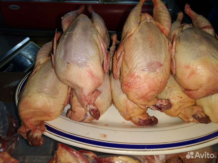 Перепела техасец