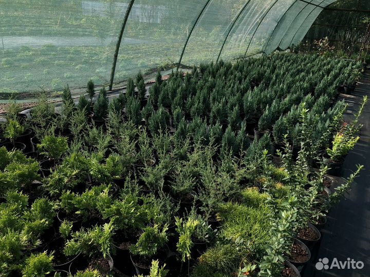 Хвойные и декоративные растения